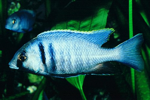 PLACIDOCHROMIS ELECTRA